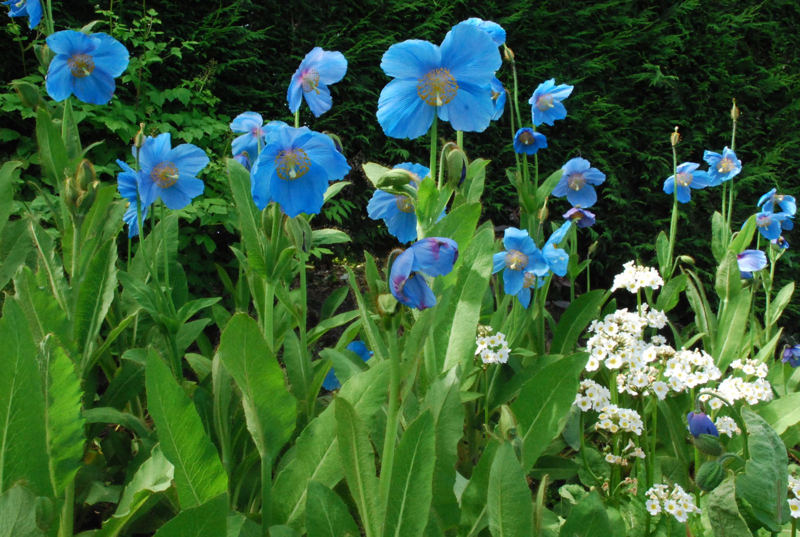 MECONOPSIS LINGHOLM 12