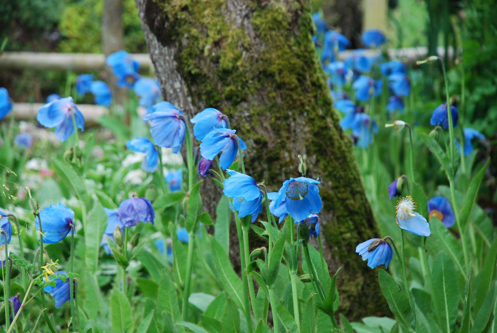 MECONOPSIS LINGHOLM18