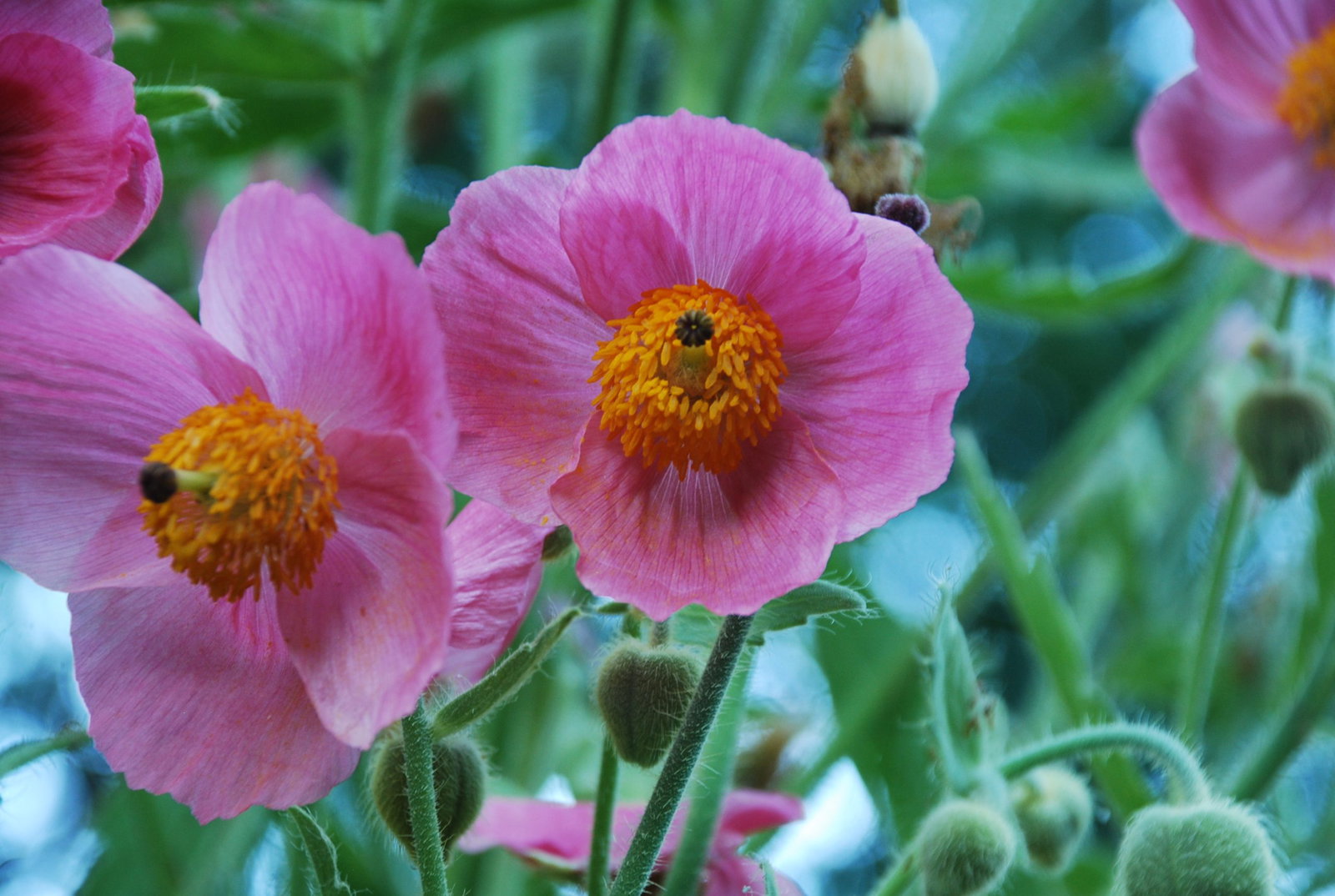 MECONOPSIS NAPAULENSIS PINKY (3)