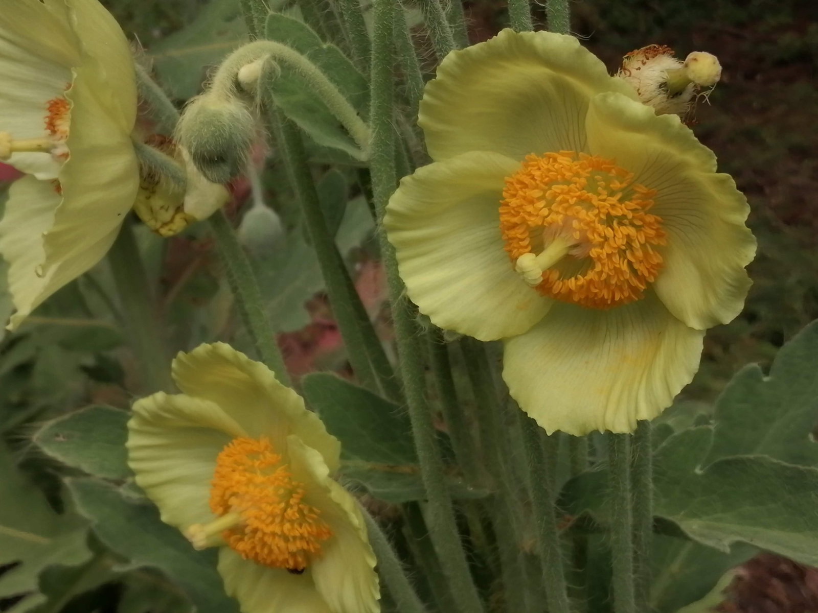 MECONOPSIS PANICULATA (3)