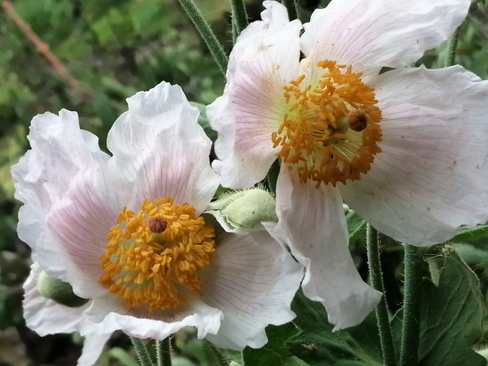 MECONOPSIS SUPERBA (6)