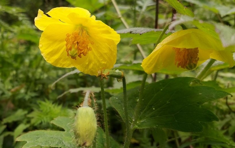 MECONOPSIS VILLOSA