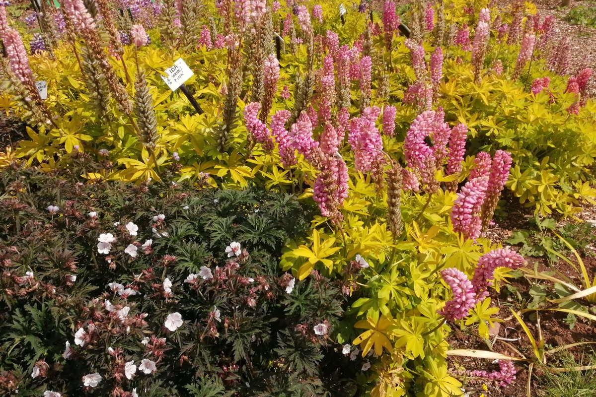 Plant diversity at Plant World Gardens