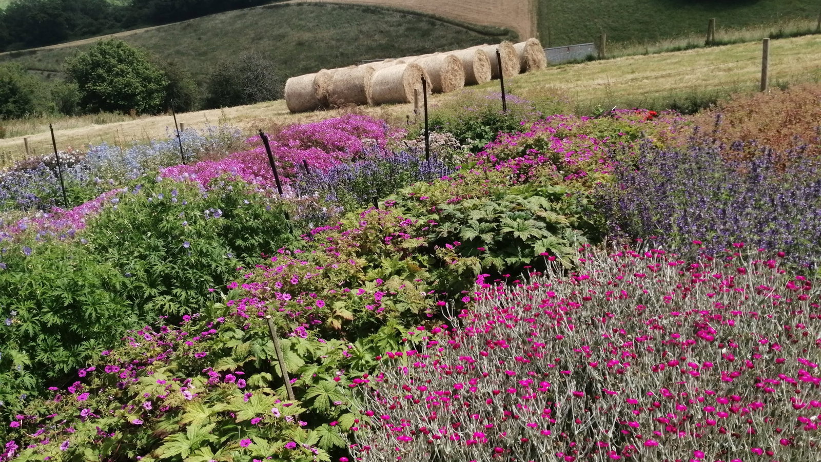 Plant World Seeds garden landscape