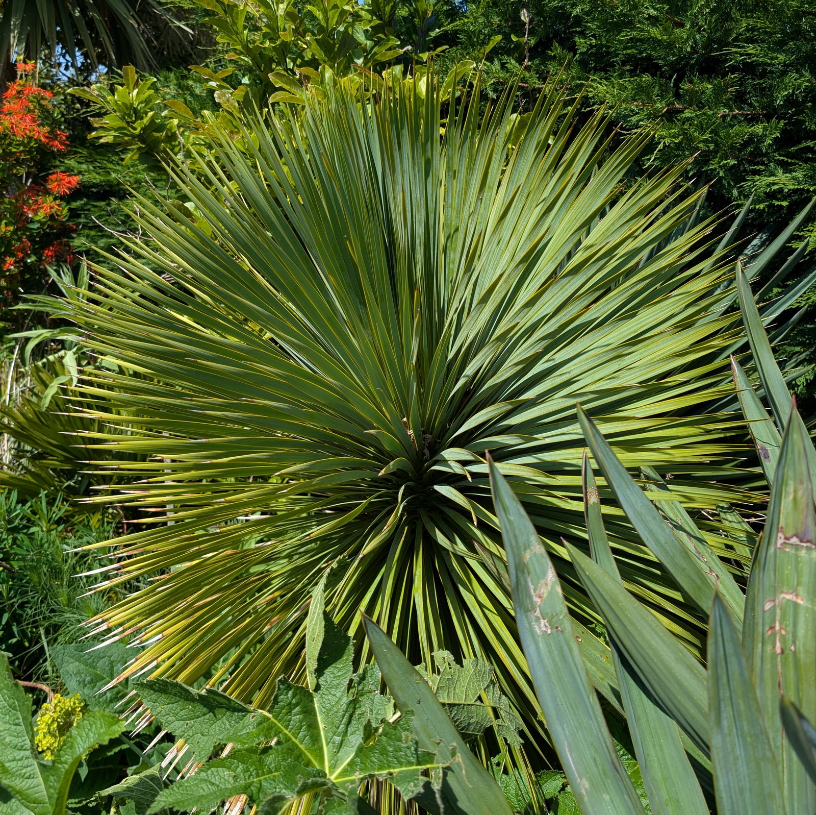 Yucca Rostrata