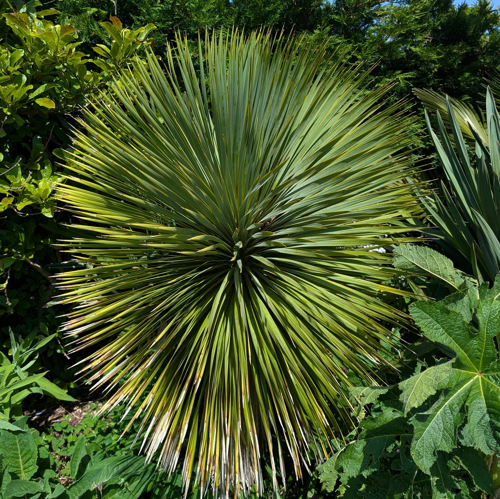 Yucca Rostrata