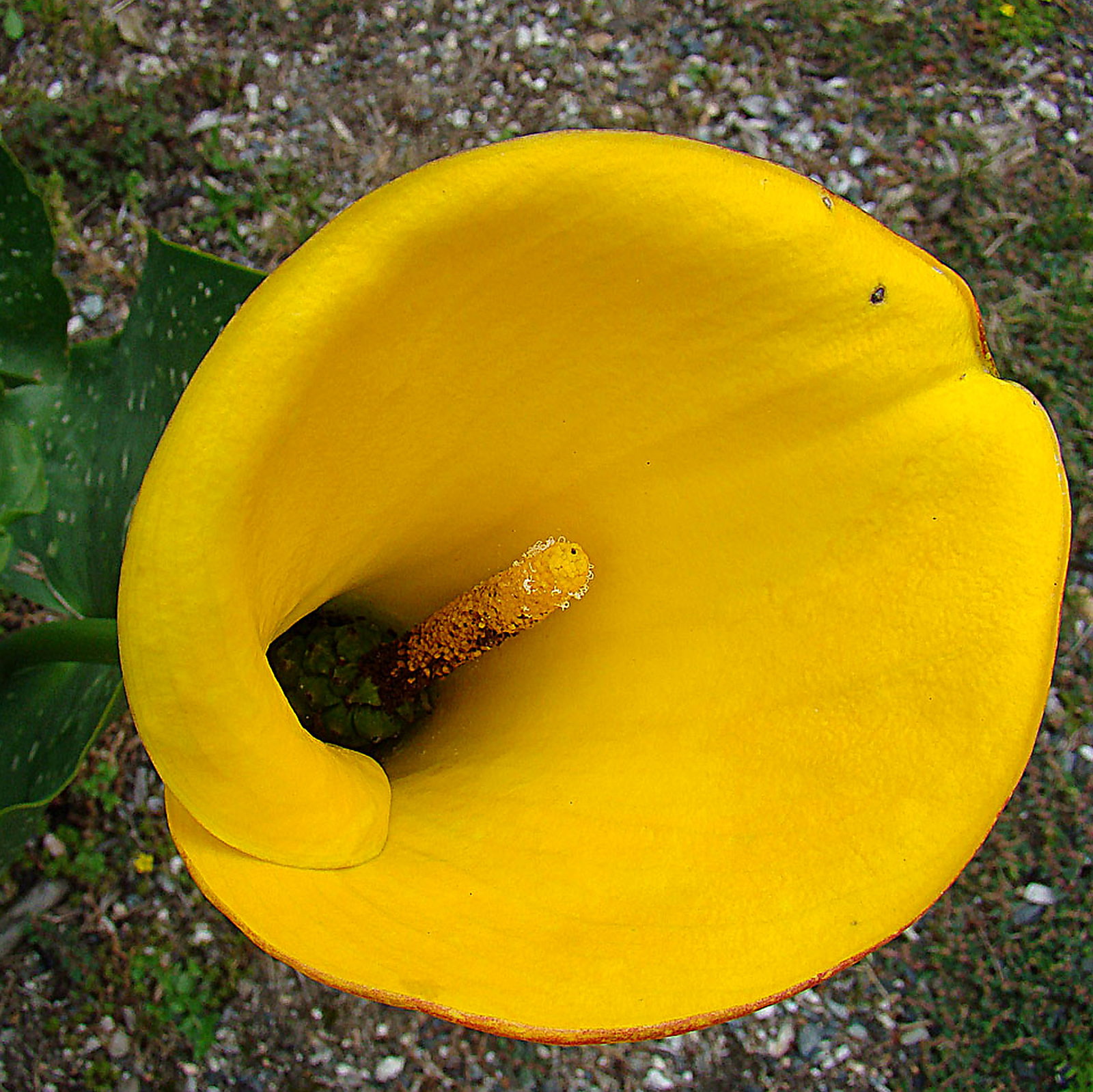 Zantedeschia Jucunda