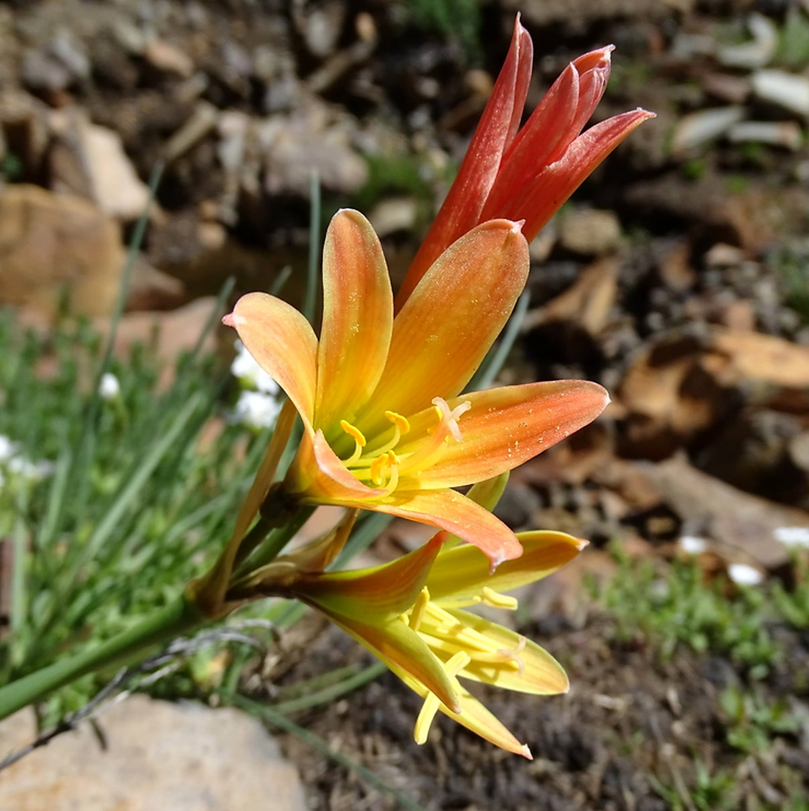 Zephyranthes Araucana