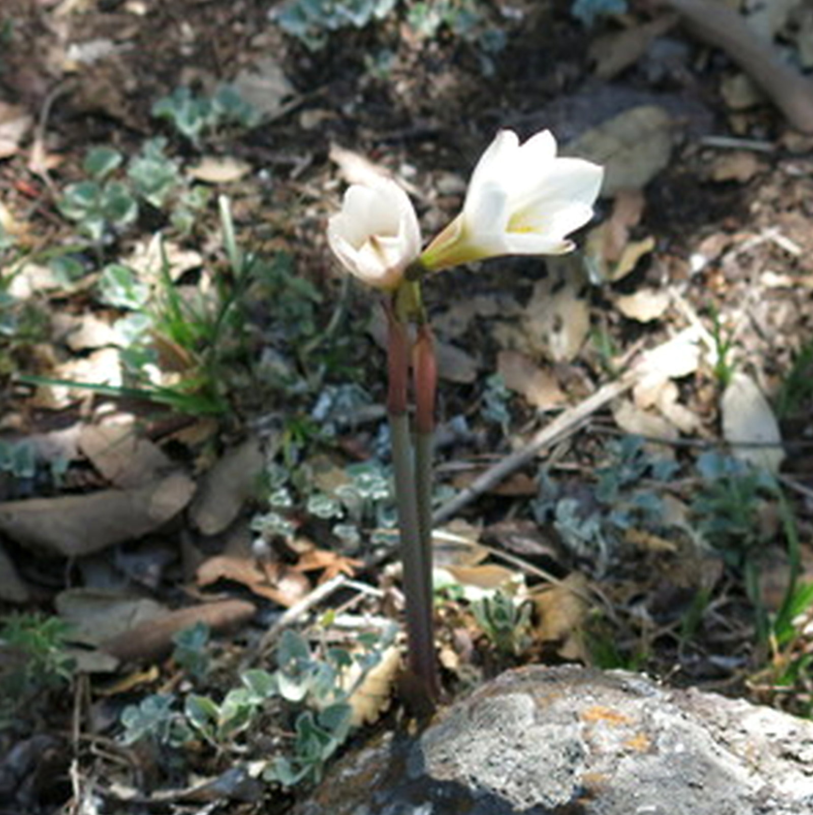 Zephyranthes Concolor