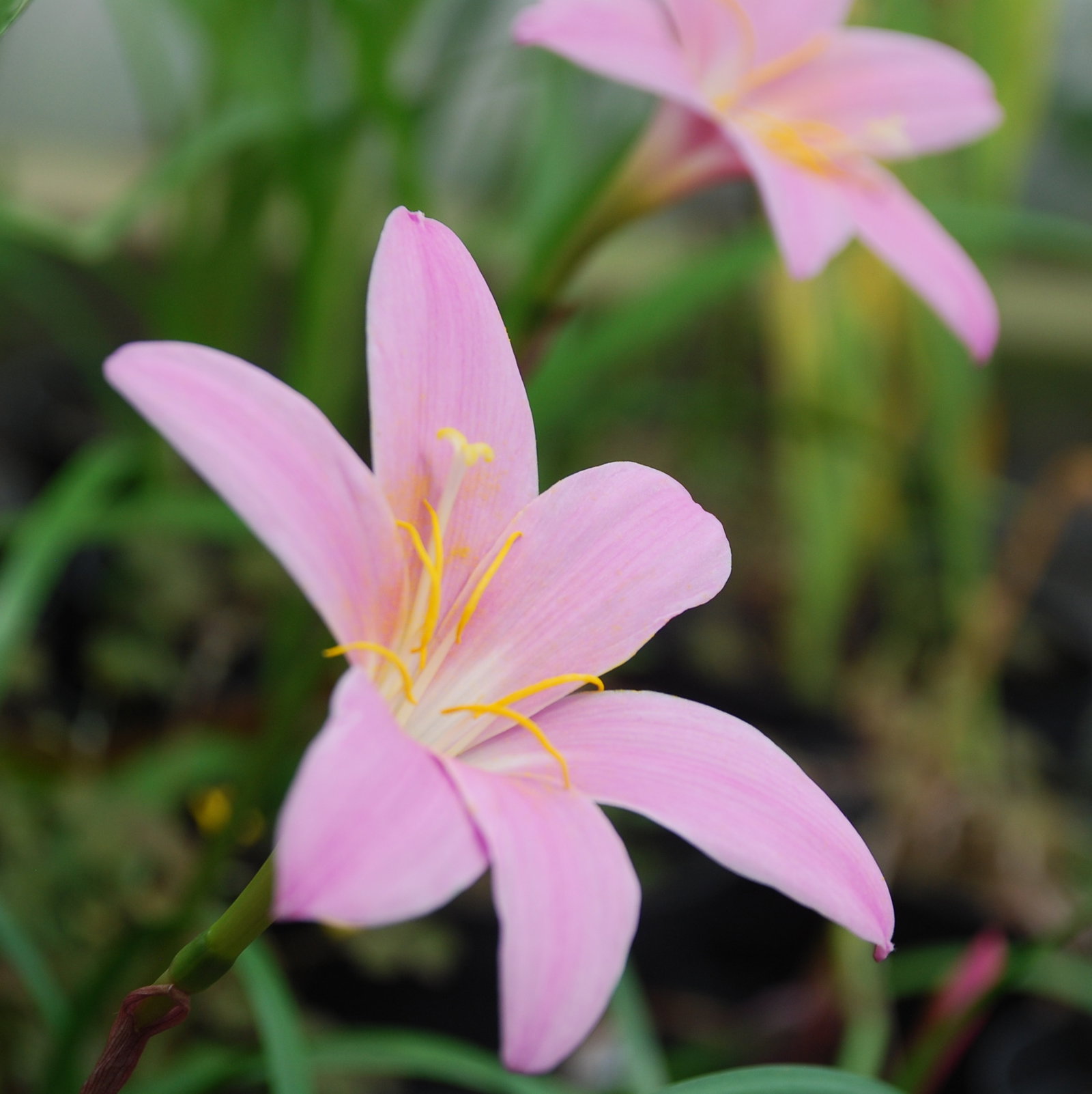 Zephyranthes Robustus