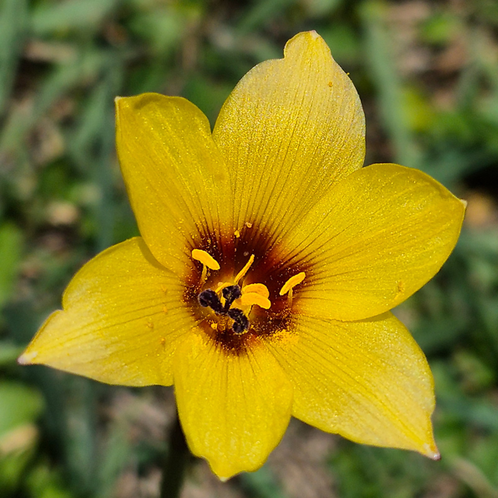 Zephyranthes Tubispathus