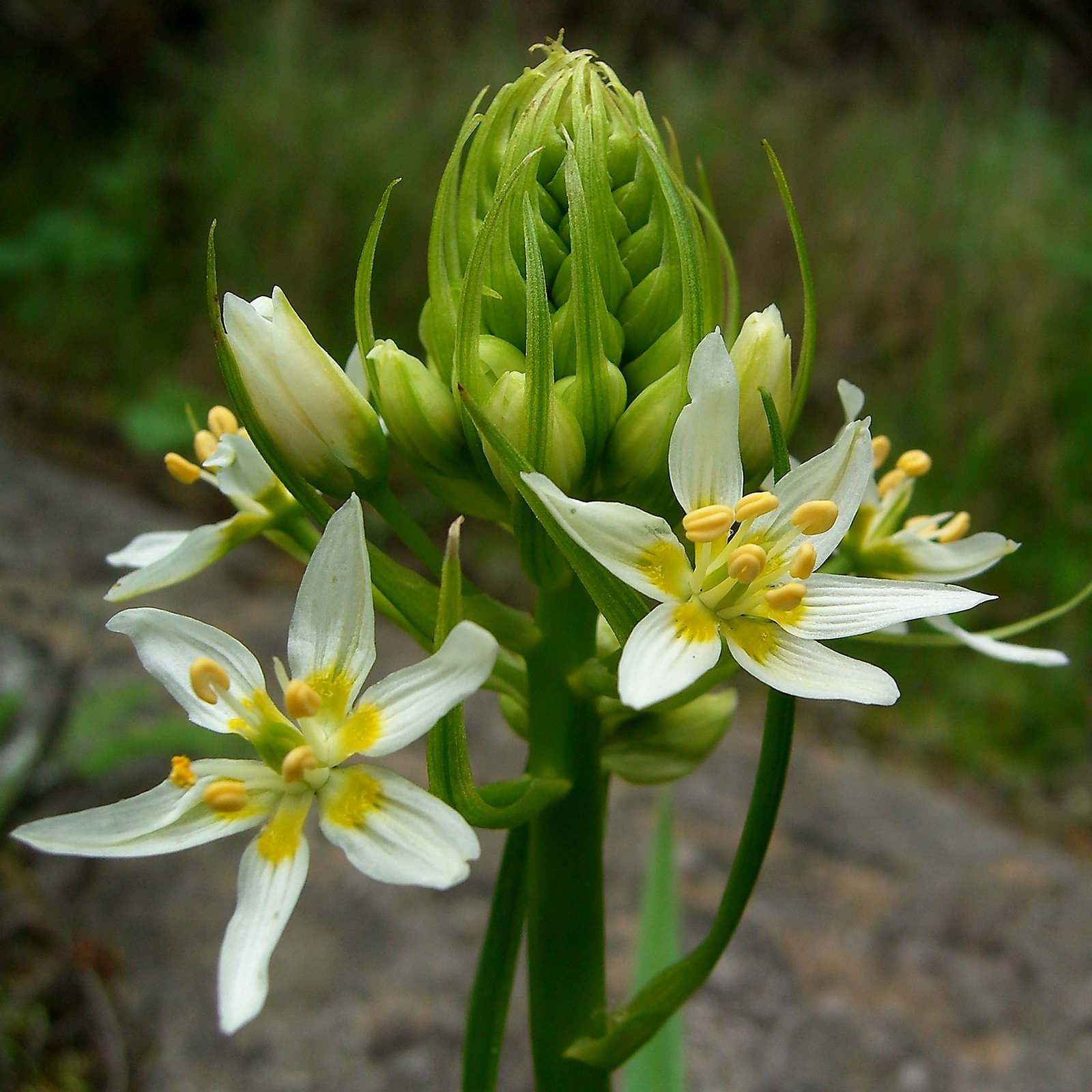 Zigadenus Fremontii