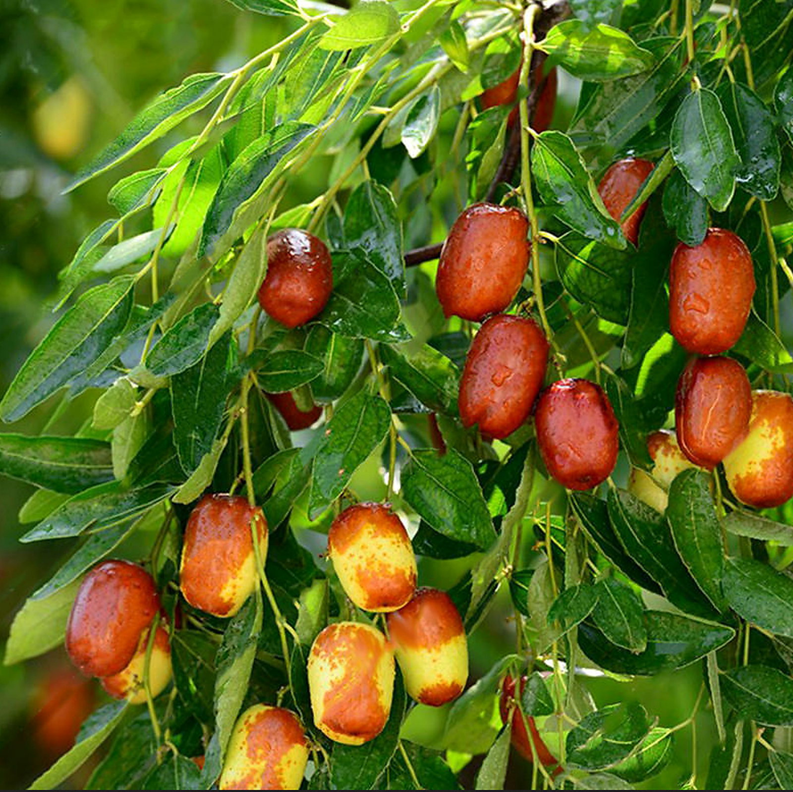 Ziziphus Jujuba